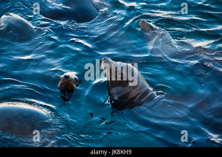 USA, Kalifornien, Central Coast, Monterey, Fishermans Wharf, nördlichen See-Elefanten, Mirounga angustirostris Stockfoto