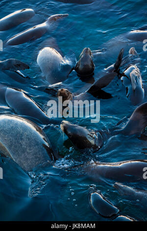 USA, Kalifornien, Central Coast, Monterey, Fishermans Wharf, nördlichen See-Elefanten, Mirounga angustirostris Stockfoto