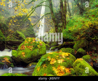 Elowah Wasserfälle und Ahorn Blätter im Herbst Farbe. Columbia River Gorge National Scenic Bereich, Oregon. Stockfoto