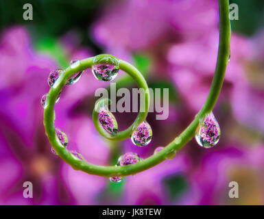 Clematis durch Perlen des Wassers auf Ranke Leidenschaft Blume Pflanze gesehen. Oregon Stockfoto