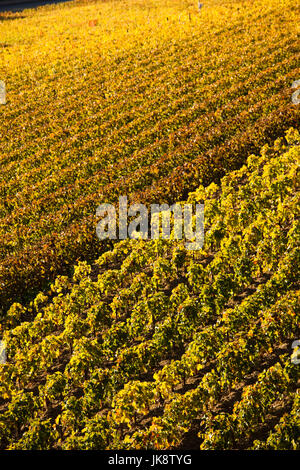 Frankreich, Region Aquitanien, Gironde Abteilung, St-Emilion, Weinstadt, zum UNESCO-Weltkulturerbe Weinberge Stockfoto