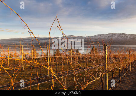 West Kelowna, Weinberge, Winter, Okanagan Valley, British Columbia, Kanada Dämmerung Stockfoto