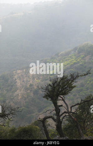 Oman, Dhofar Region, Salalah, Berglandschaft, Bäume, Alt, Neblig, Stockfoto