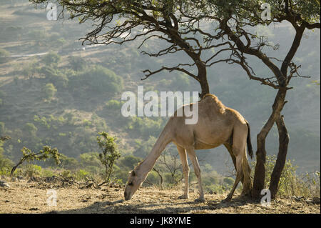 Oman, Region Dhofar, Salalah, Gebirge, Baum, Kamel, Stockfoto