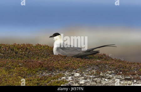 Long-tailed Skua - Stercorarius longicaudus Stockfoto