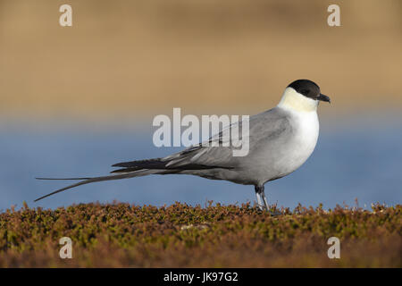 Long-tailed Skua - Stercorarius longicaudus Stockfoto