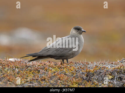 Arktisches Skua - Stercorarius parasiticus Stockfoto