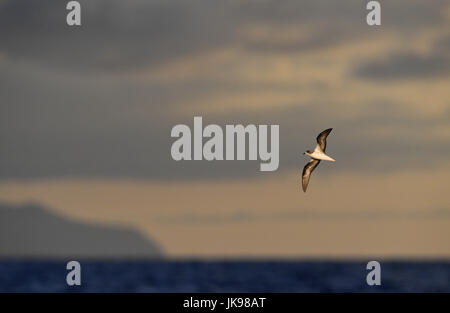 Zino Sturmvogel - Pterodroma madeira Stockfoto