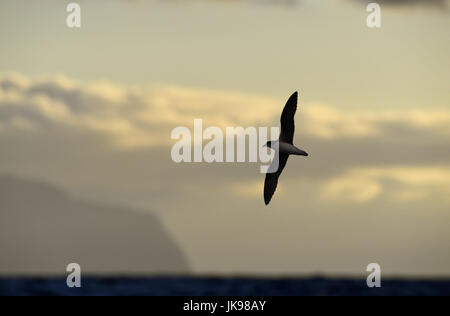 Die Deserta Petrel - Pterodroma deserta Stockfoto