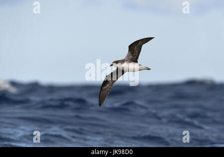 Die Deserta Petrel - Pterodroma Deserta = Fea Sturmvogel Stockfoto