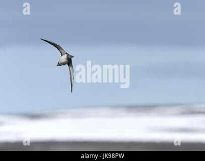 Sterntaucher - Gavia stellata Stockfoto