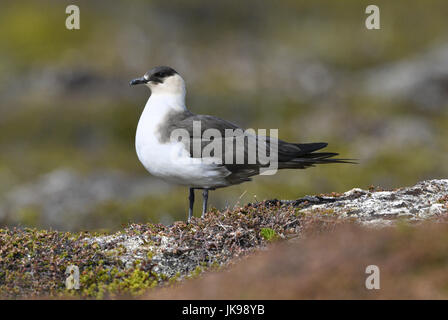 Arktisches Skua - Stercorarius parasiticus Stockfoto