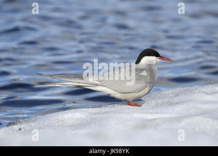 Küstenseeschwalbe - Sterna paradisaea Stockfoto