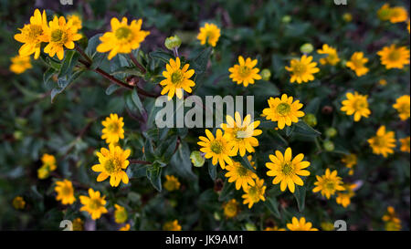 Bett des kleinen gelben Blüten Stockfoto
