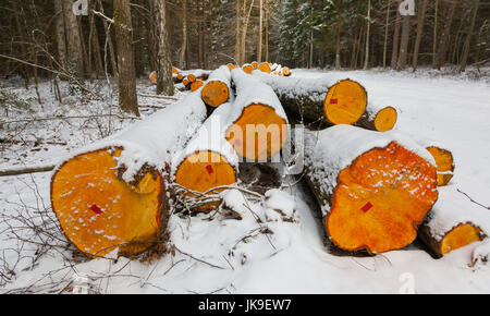 Stapel von Erle Baum anmeldet unter Schnee auf der Straße, Bialowieza Forst, Polen, Europa Stockfoto