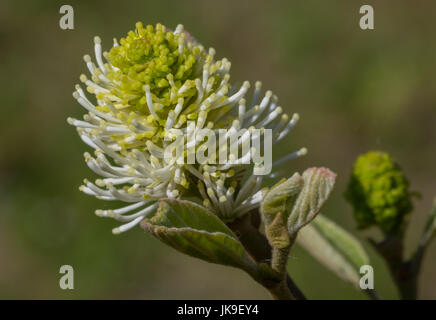 Grosse Hexe Alder(Fothergilla major) einzelne Blume Closeup im Frühjahr Stockfoto