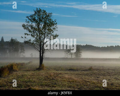 Erle Baum Morgen mit Nebel über Wiese Horizont, Bialowieza Forest, Pland, Europe Stockfoto