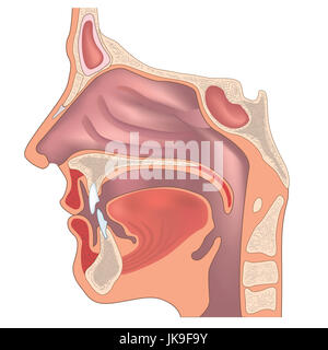 Anatomie der Nase und Rachen. Menschliche organ struktur. medizinische Zeichen Stockfoto