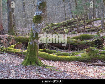 Frühling alten Laub-Stand mit alten Eichen liegen teilweise gebrochen abgelehnt, Białowieża Wald, Deutschland, Europa Stockfoto