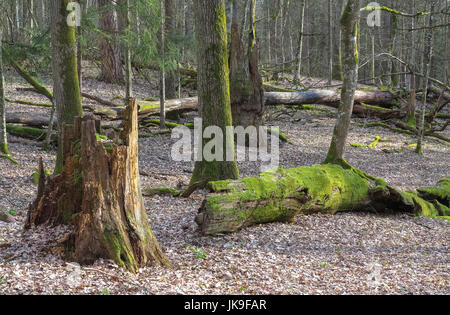 Frühling alten Laub-Stand mit alten Eichen liegen teilweise gebrochen abgelehnt, Białowieża Wald, Deutschland, Europa Stockfoto