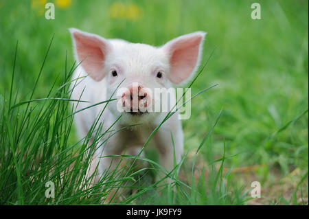 Ferkel auf Frühlingsgrün Rasen auf einem Bauernhof Stockfoto