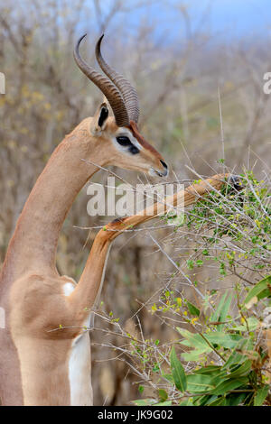 Gerenuk stehen aufrecht bis erreichen lässt, Nationalpark in Kenia, Afrika Stockfoto