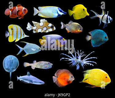 Große Sammlung von einem tropischen Fischen auf einem dunklen Hintergrund Stockfoto