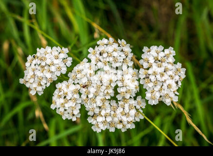 Nahaufnahme der Gemeinen Grasgarbe, Achillea millefolium. Wächst im Gras, East Lothian, Schottland, Großbritannien Stockfoto