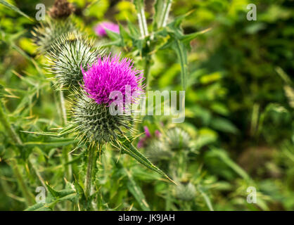 Nahaufnahme von einem schottischen Baumwolle Distel, Onopordum acanthium. mit verschwommenen grüner Hintergrund, East Lothian, Schottland, Großbritannien Stockfoto
