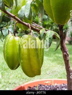 Nahaufnahme eines Clusters Karambole oder Sternfrüchte wachsen auf einem kleinen Baum in Costa Rica Stockfoto