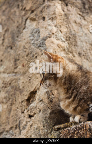 Frankreich, Korsika, Haute-Corse Abteilung, La Balagne Region, Pigna, handwerklichen Dorf, Katze Stockfoto