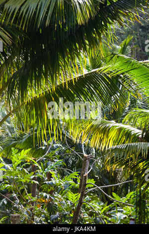 Roseau, Dominica Roseau Valley, tropischer Vegetation, Regenwald Stockfoto