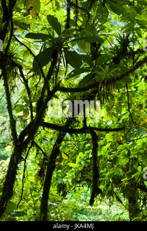 Roseau, Dominica Roseau Valley, tropischer Vegetation, Regenwald Stockfoto