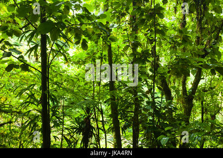 Roseau, Dominica Roseau Valley, tropischer Vegetation, Regenwald Stockfoto