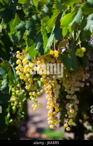 Chile, Elqui Tal El Tambo, Weinberg mit Trauben verwendet bei der Herstellung von Pisco Stockfoto