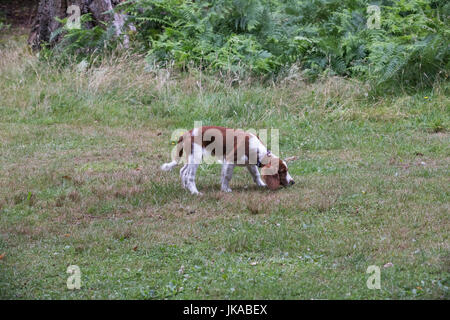 Ein 14 Wochen Alter Stammbaum Welsh Springer Spaniel Welpen verfolgt einen Duft in einer Parklandschaft Stockfoto