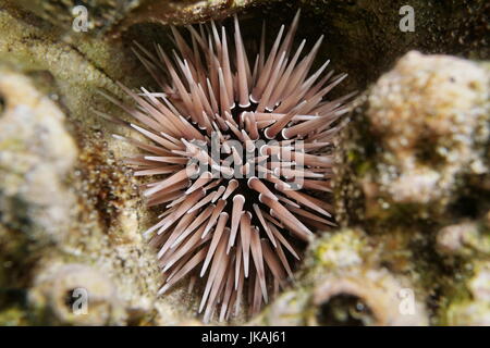 Eine grabende Urchin Echinometra Mathaei, unter Wasser versteckt in ein Loch in die Korallen, Lagune von Bora Bora, Pazifik, Französisch-Polynesien Stockfoto