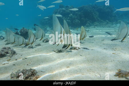 Tropische Fische endständigen Fledermausfische, Platax Orbicularis unter Wasser in der Lagune von Huahine, Pazifik, Französisch-Polynesien Stockfoto