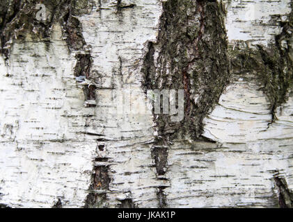 Alte Risse Birkenrinde. Textur, Hintergrund, Natur. Stockfoto