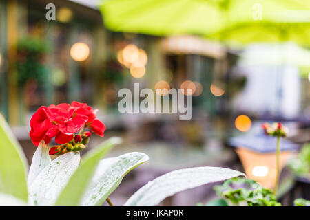 Rote Geranien Blumen Closeup Bokeh außerhalb Restaurants auf europäischen Straße Stockfoto