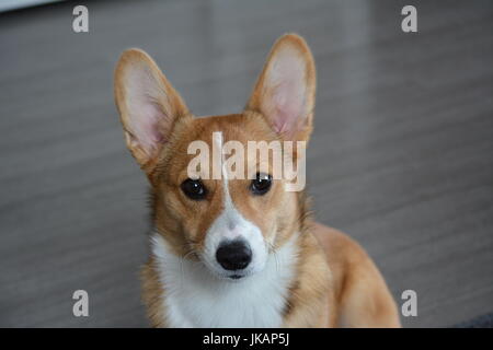 Eine rote Zobel Pembroke Welsh Corgis, 6 Monate alt, vor einem grauen Hintergrund. Stockfoto