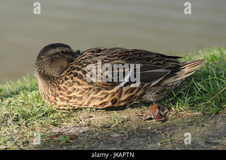 Nahaufnahme einer Stockente Henne putzen am Ufer am Mirror Lake Stockfoto