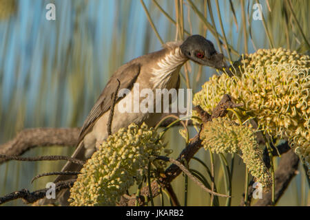 Laut Friarbird, Océanes Corniculatus in Cobbold Gorge, Queensland, Australien Stockfoto