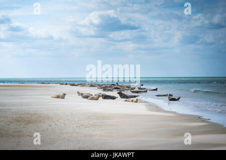 Blekeney Punkt, dichtet Kolonie Norwich, North Norfolk, Großbritannien Stockfoto