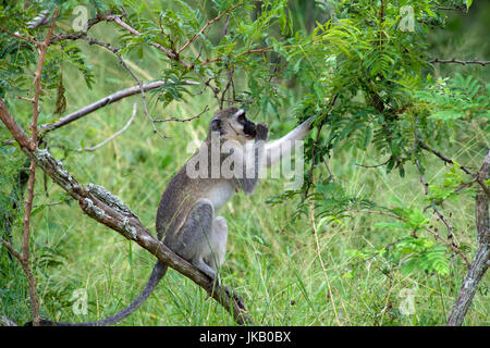 Weibliche Vervet Affen im Baum Krüger Nationalpark in Südafrika Stockfoto