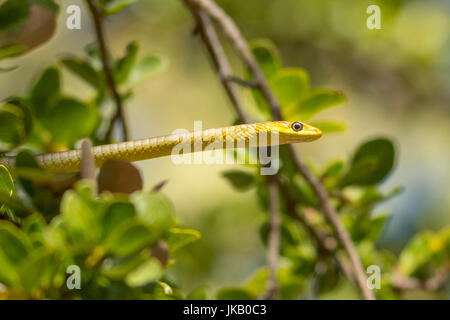 Gemeinsamen Baumschlange, Dendrelaphis Punctulatus in Cobbold Gorge, Queensland, Australien Stockfoto