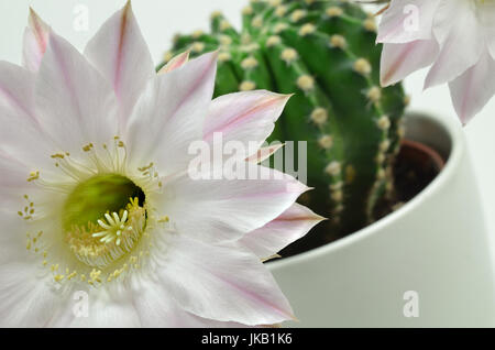 Nahaufnahme einer Königin der Nacht-Kaktus mit zwei Blüten, Nahaufnahme, Makro, weißer Hintergrund Stockfoto