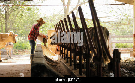 Alltag für Bauer mit Kühen auf dem Lande. Bauer arbeiten mit Tieren in Ranch der Familie Land in Südamerika. Handarbeit mit Mann feedi Stockfoto