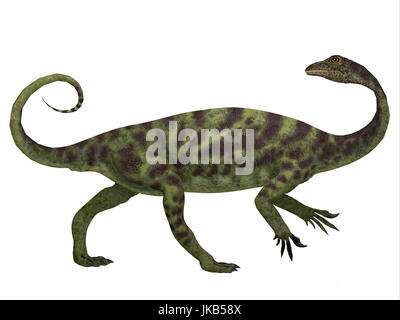 Anchisaurus war ein Allesfresser prosauropod Dinosaurier, der in der Jurassic Perioden von Nordamerika, Europa und Afrika lebte. Stockfoto