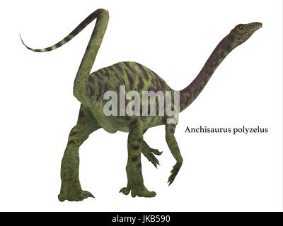 Anchisaurus war ein Allesfresser prosauropod Dinosaurier, der in der Jurassic Perioden von Nordamerika, Europa und Afrika lebte. Stockfoto